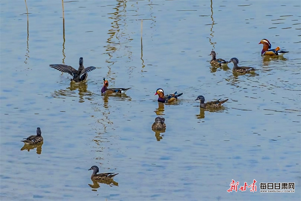 【生态】成群野生鸳鸯栖息合水固城新村水库