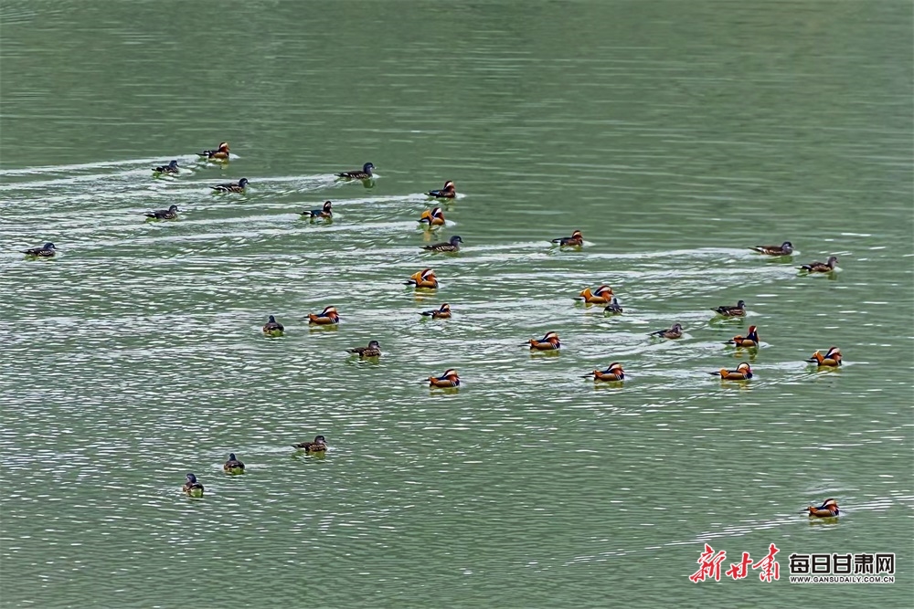 【生态】成群野生鸳鸯栖息合水固城新村水库