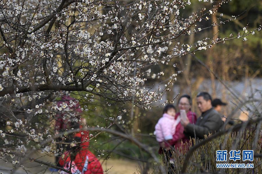 杭州：灵峰探梅赏春时