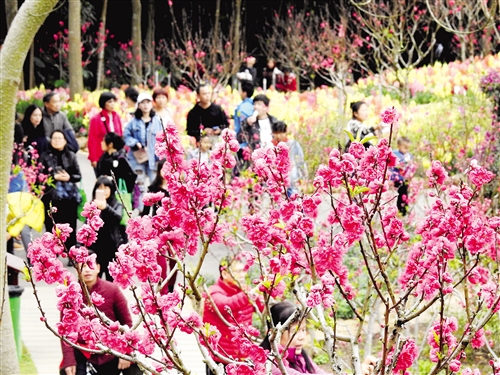 【焦点图】（首页标题）走，到青秀山桃花岛看桃花 （内容页标题）走，到青秀山桃花岛看桃花  12万株桃花争相怒放，最佳赏花期至3月初