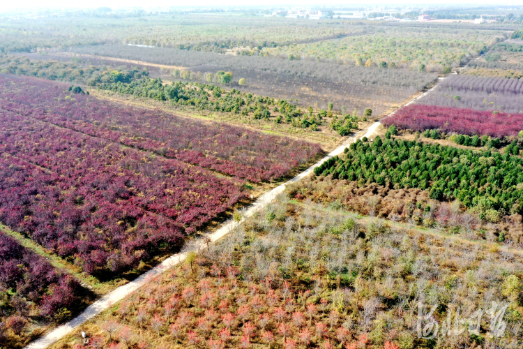 石家庄市栾城区：斑斓彩林染深秋