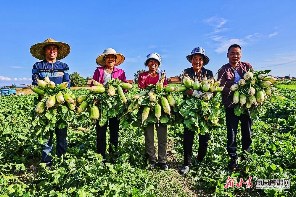 【庆阳】庆阳西峰区董志镇蔬菜丰收_fororder_1