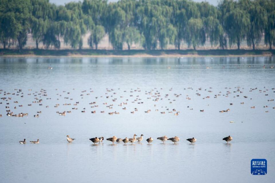 候鸟翔集府河湿地