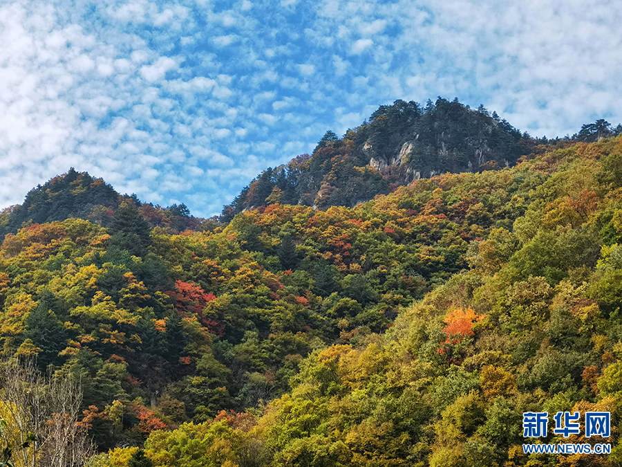 南阳西峡：秋日山林层林尽染