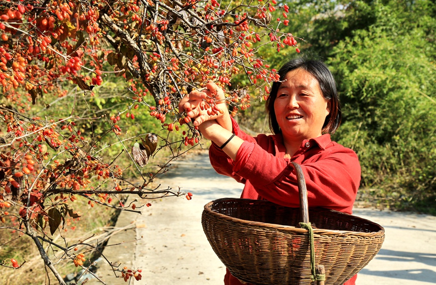 南阳内乡：特色中药材山茱萸喜获丰收