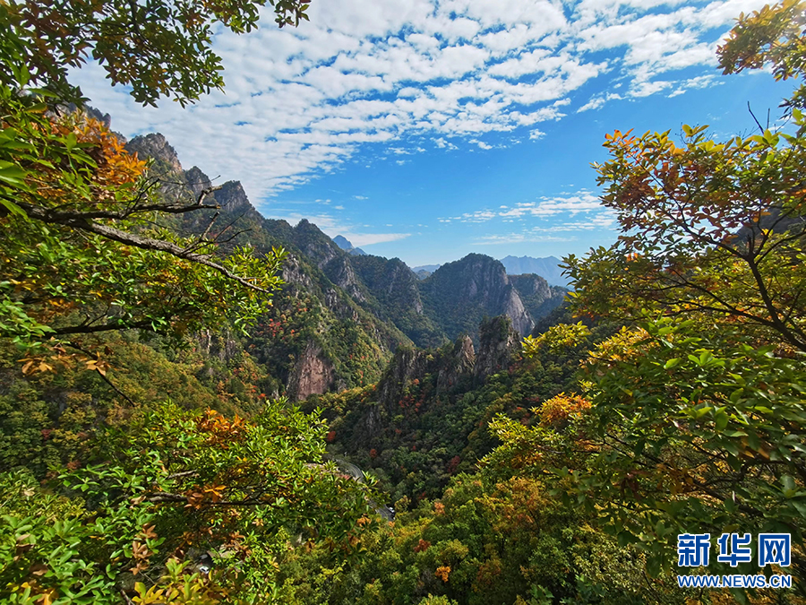 南阳西峡：秋日山林层林尽染