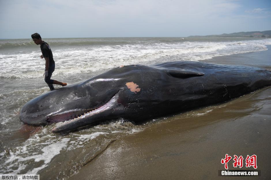 印尼巨鲸迷失方向搁浅海滩死亡 引民众围观