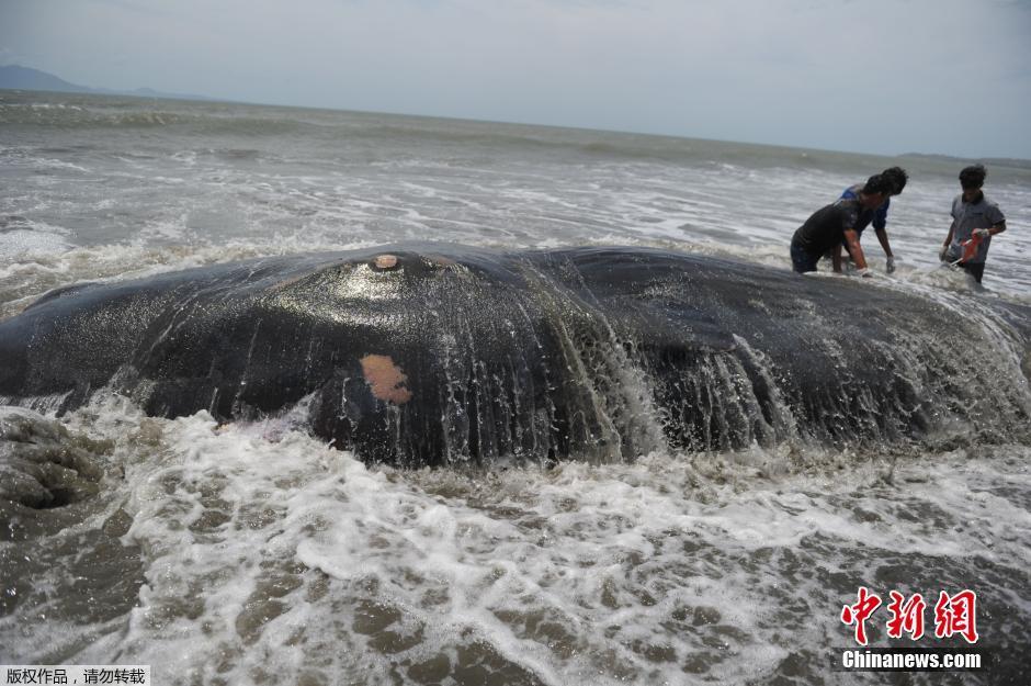 印尼巨鲸迷失方向搁浅海滩死亡 引民众围观