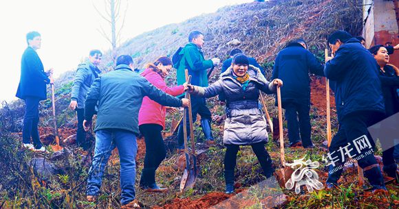 【区县联动】【江津】江津四面山镇机关干部为600棵水杉"安新家"【区县联动　列表】江津四面山镇600棵水杉"安新家"