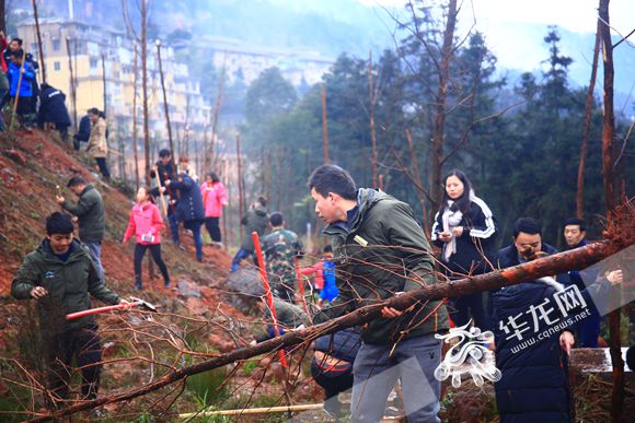 【区县联动】【江津】江津四面山镇机关干部为600棵水杉"安新家"【区县联动　列表】江津四面山镇600棵水杉"安新家"