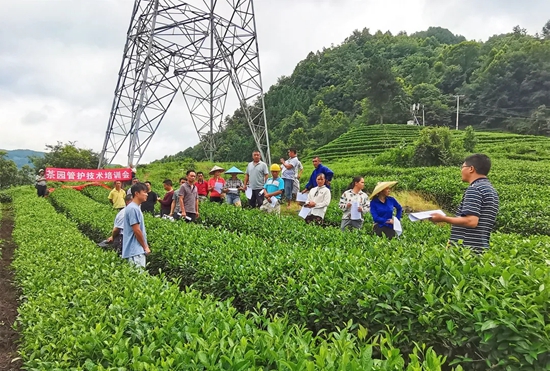 （供稿）贵州都匀：加强茶园秋冬管护 助推产业提质增效_fororder_fd4744b55d98105dbde6236b1503390