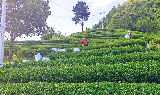 （供稿）贵州都匀：加强茶园秋冬管护 助推产业提质增效_fororder_9f6d4517e5ef2431d58ed5521094e84