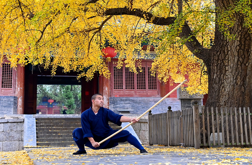 千年古刹少林寺 银杏叶落遍地金