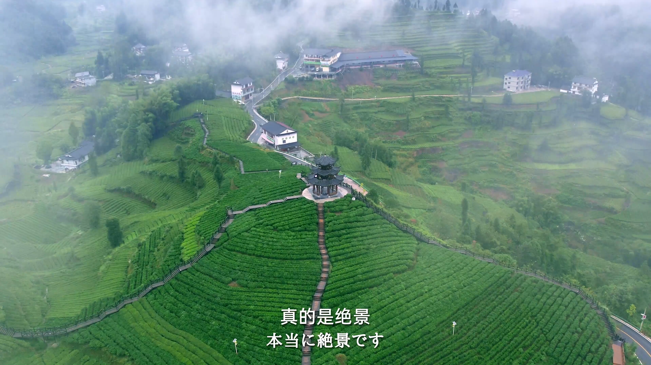 《家住长江边》第七集：湖北茶乡好风光_fororder_图片6