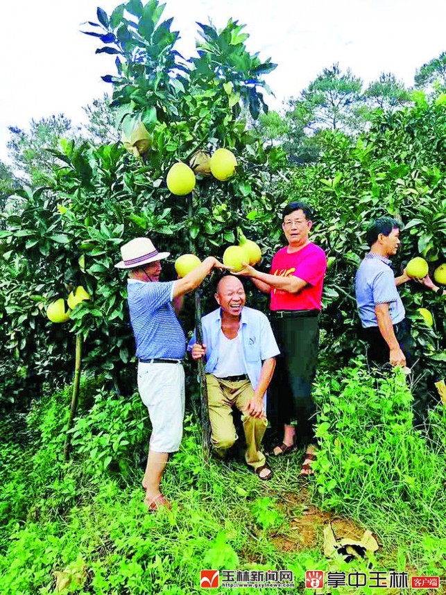 广西容县蜜柚事业甜蜜蜜