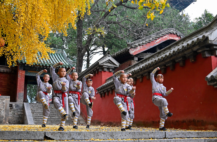 千年古刹少林寺 银杏叶落遍地金