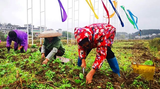 贵州碧江：200余名农技干部开展培训 助力油菜移栽_fororder_微信图片_20221107155155