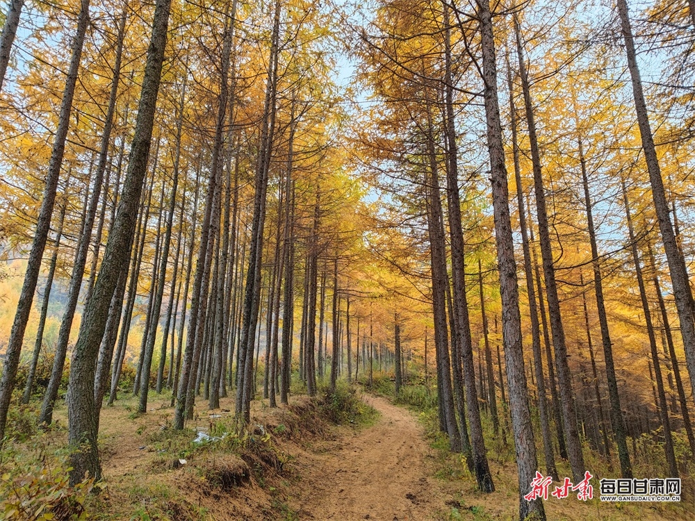 【大美甘肃】陇南：秋末冬初，官鹅沟风景这边独好