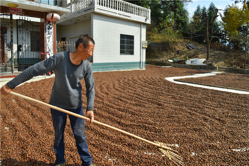 信阳新县：一片油茶林 带富一方人_fororder_晾晒新鲜的油茶果（焦汉平 摄）.JPG