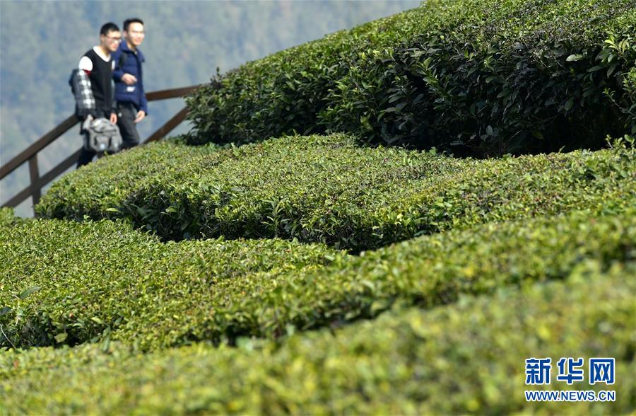 湖北宣恩：新春踏青赏茶