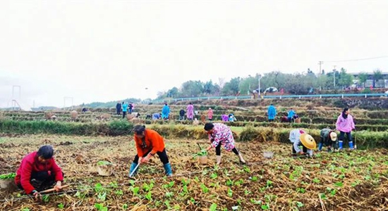 贵州碧江：200余名农技干部开展培训 助力油菜移栽_fororder_微信图片_20221107155214