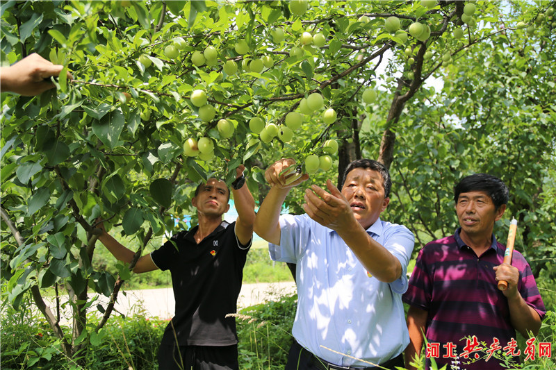 河北迁安尚庄村：党旗映红合作社 民富村强产业兴