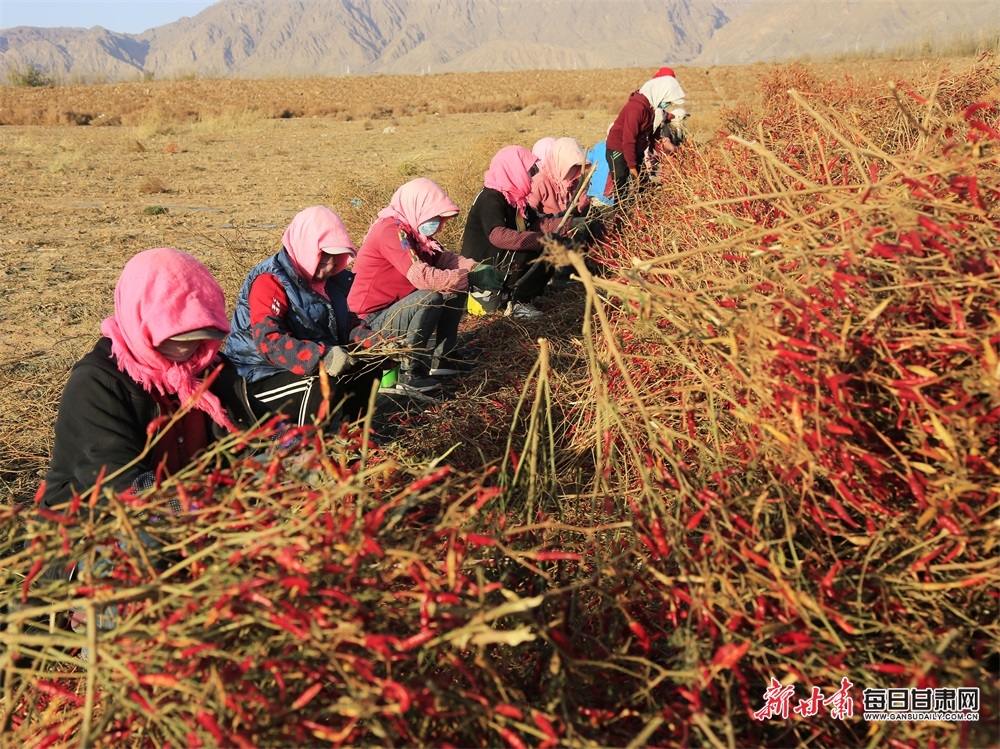 【张掖】张掖农场：朝天椒“映”红农民的好日子