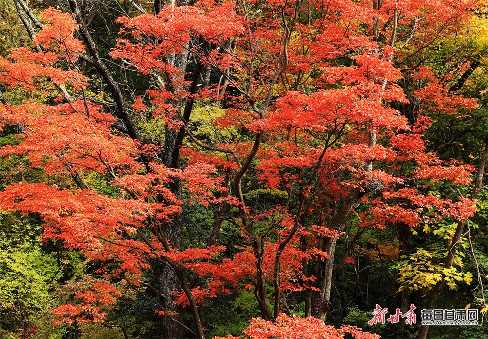 【轮播】陇南：在两当邂逅秦岭深处的最美姿彩