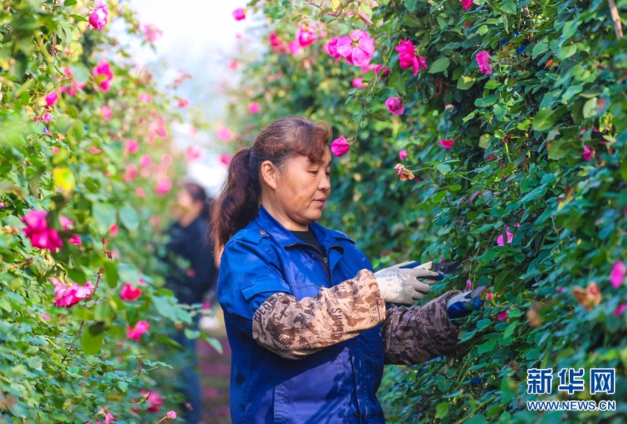 河南南阳：“立冬”日 剪月季