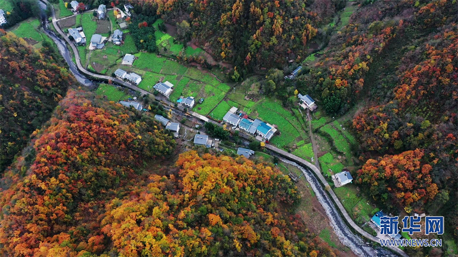 缤纷初冬 航拍城口大巴山彩叶美景