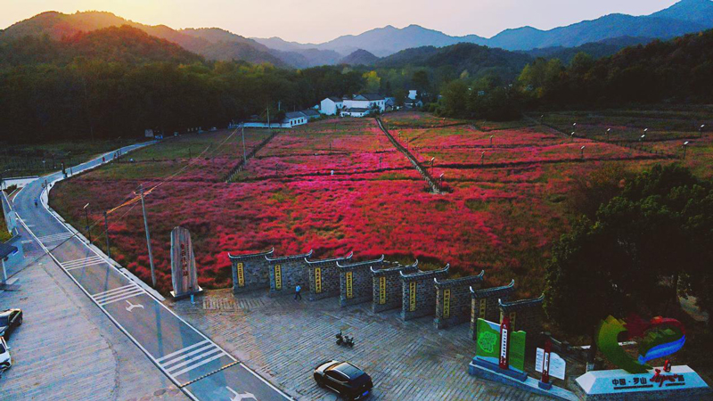 【原创】信阳罗山：漫步花海里 人在画中游_fororder_粉黛花田