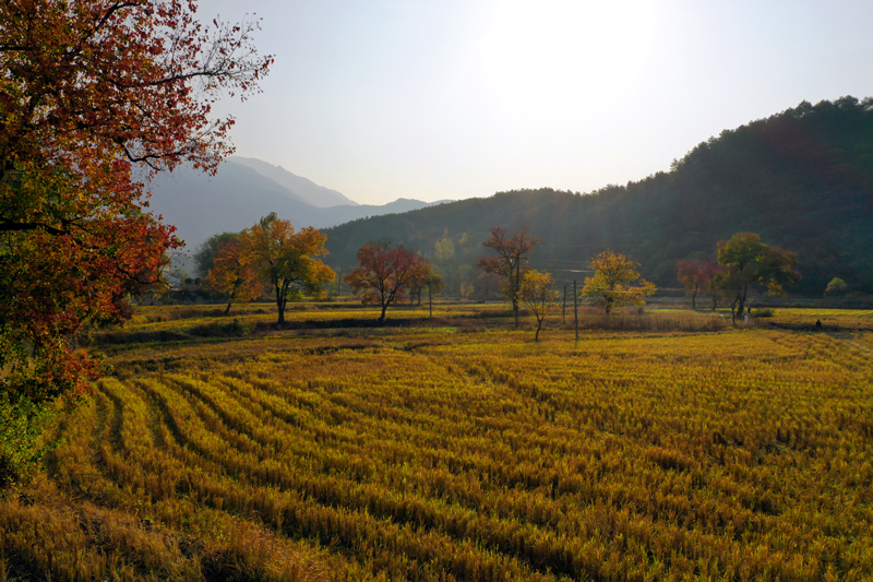 【原创】信阳市商城县：乌桕争艳迎立冬_fororder_稻茬黄，乌桕红