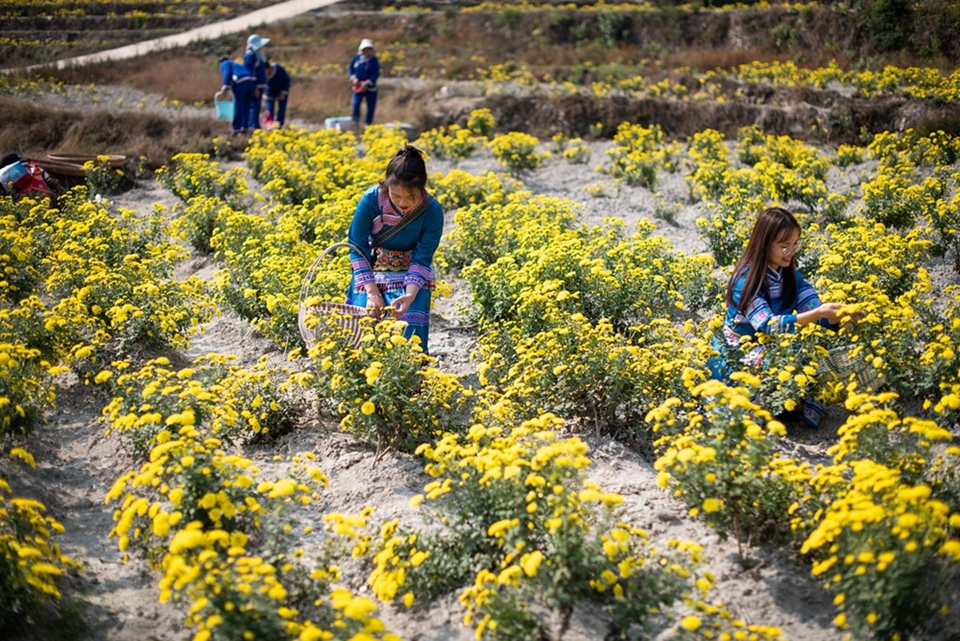 （供稿）贵州天柱：菊花采摘忙_fororder_甘溪村民在采摘菊花。