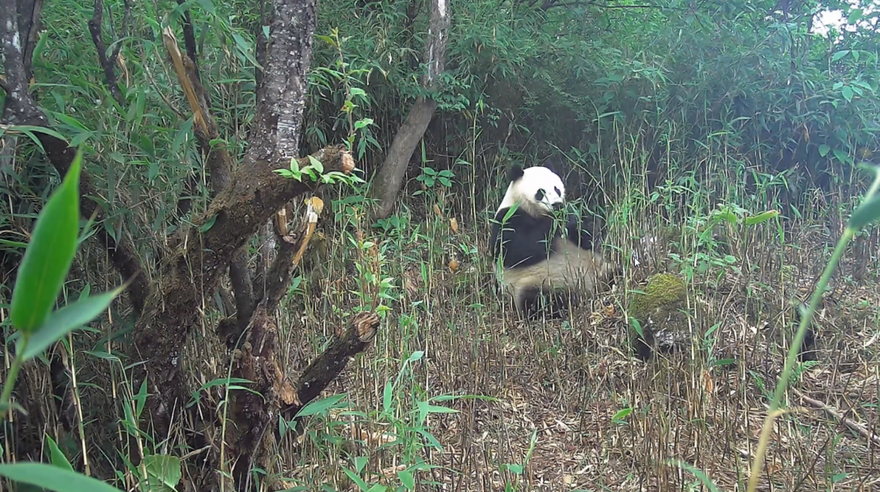 Giant Pandas, Snow Leopards...Chengdu's Dayi County Captures Several Precious Images of Rare WildlifeGiant Pandas, Snow Leopards...Chengdu's Dayi County Captures Several Precious Images of Rare Wildlife_fororder_图片 1