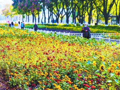 南京情侣园花海迷人