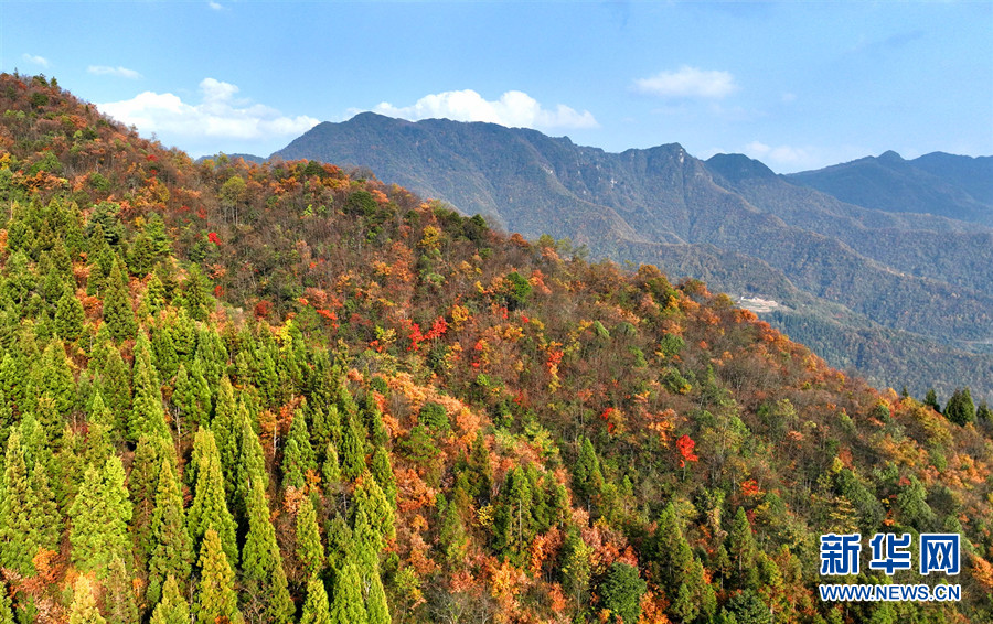 湖北鹤峰：初冬彩林美如画