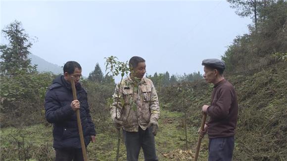 【区县联动】【垫江】垫江县陈大荣：坚守深山 义务植树2万株【区县联动　列表】垫江县陈大荣：义务植树2万株