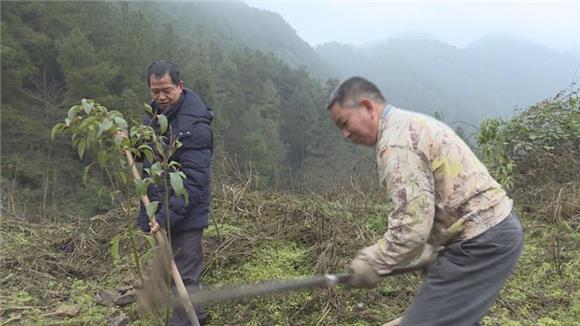 【区县联动】【垫江】垫江县陈大荣：坚守深山 义务植树2万株【区县联动　列表】垫江县陈大荣：义务植树2万株