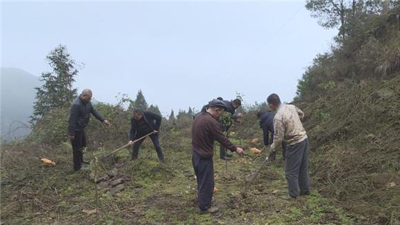 【区县联动】【垫江】垫江县陈大荣：坚守深山 义务植树2万株【区县联动　列表】垫江县陈大荣：义务植树2万株