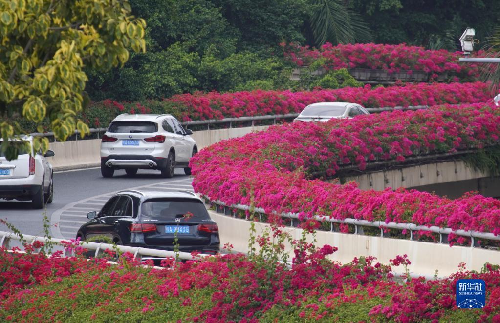 南宁：鲜花扮靓城市