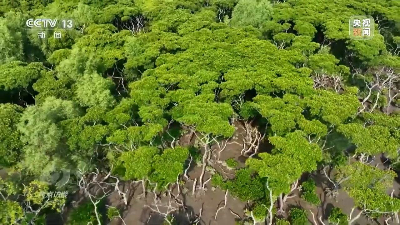 焦点访谈丨珍爱湿地 守护未来