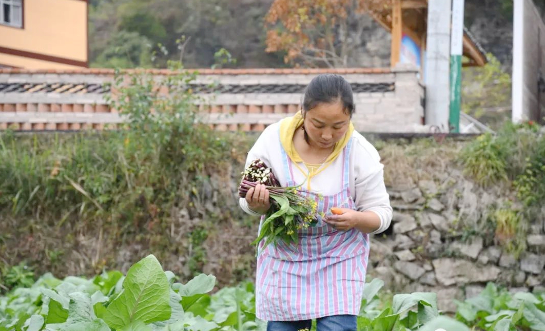 贵州麻江：蔬菜采摘移栽忙 产业发展促增收_fororder_7