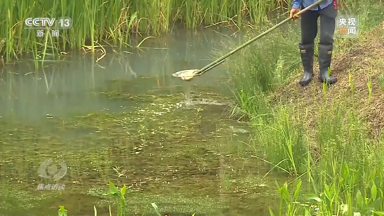 焦点访谈丨珍爱湿地 守护未来