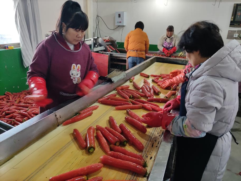 小小胡萝卜 电力赋能为丰收季“充满电”_fororder_图片3