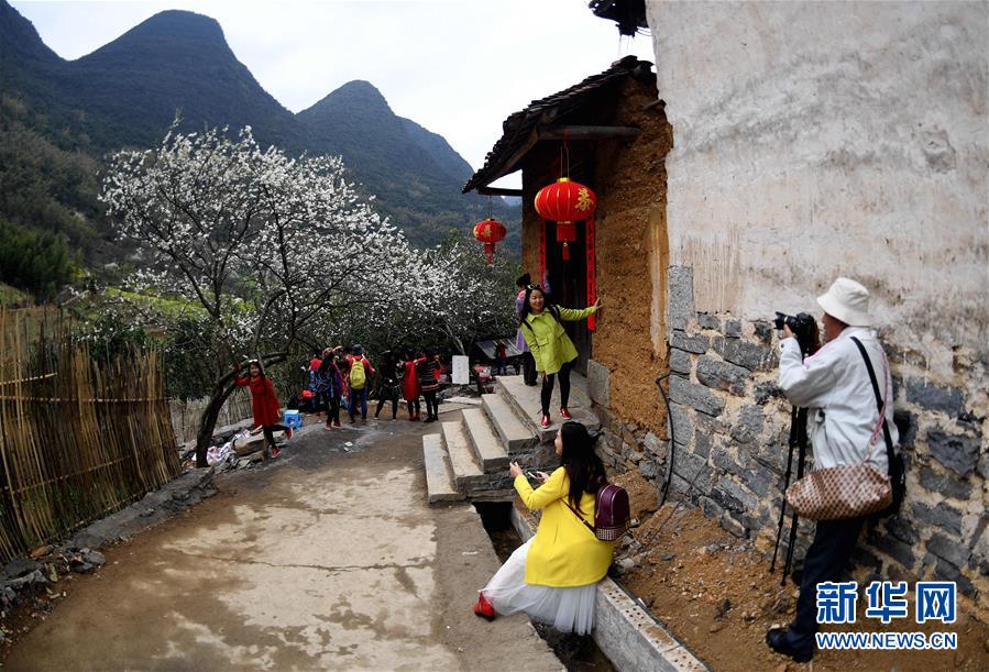 广西融安：鲜花盛开引客来