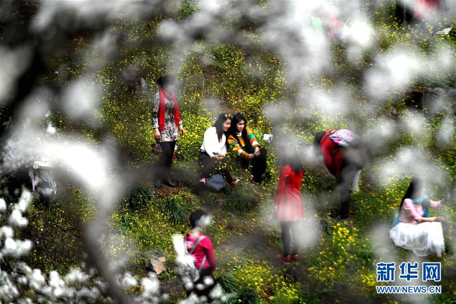 广西融安：鲜花盛开引客来