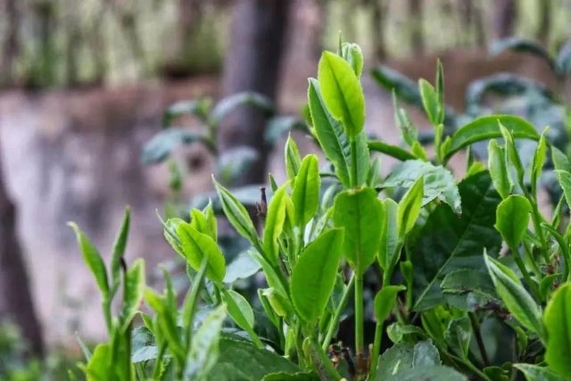 ​滇红茶制作技艺申遗成功 实现临沧世界非遗名录零的突破