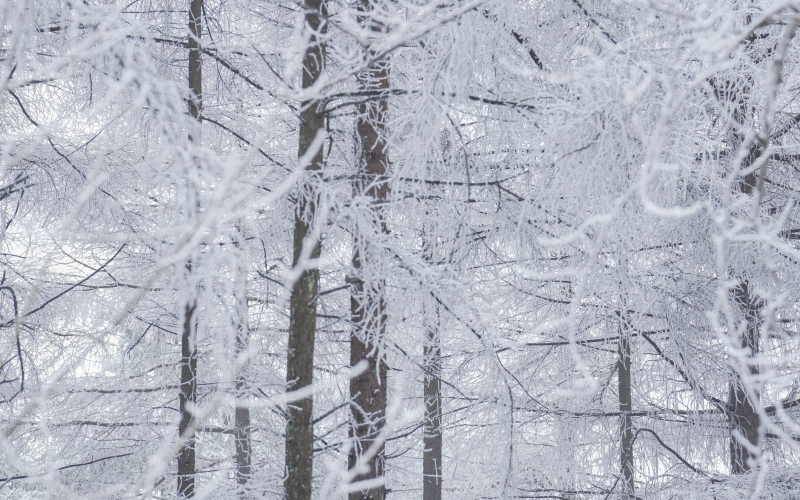 湖北建始：飞瞰林场初雪