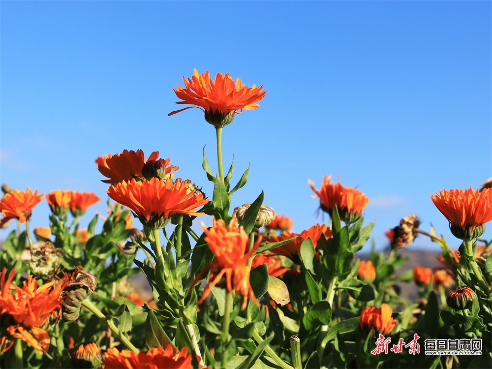 【定西】定西岷县十里镇骆驼村金盏菊凛冬傲霜暗香浮动_fororder_2