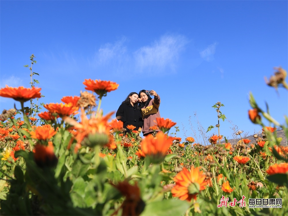 【定西】定西岷县十里镇骆驼村金盏菊凛冬傲霜暗香浮动_fororder_1